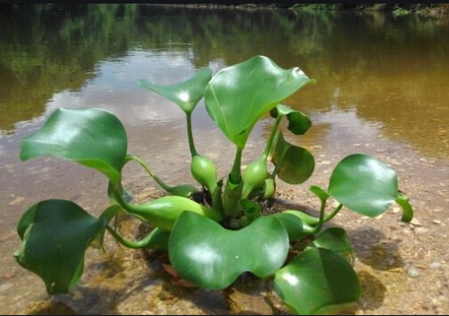 生態(tài)水處理：利用植物進行生態(tài)水水質凈化的6大優(yōu)點